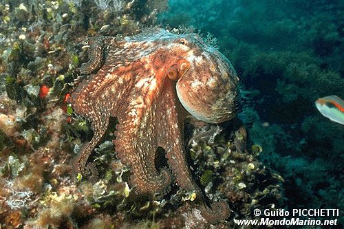 Polpo comune (Octopus vulgaris)