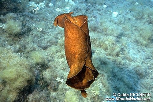 Lepre di mare (Aplysia depilans)