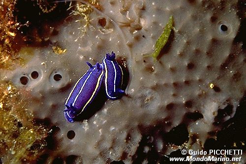 Doride tricolore (Hypselodoris tricolor)