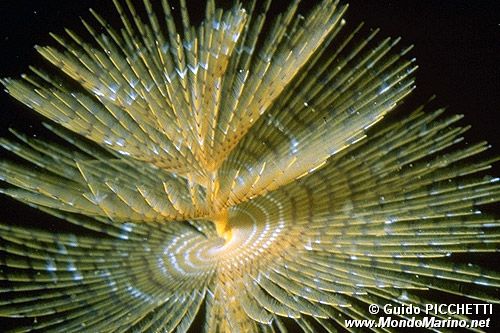 Spirografo (Sabella spallanzanii)