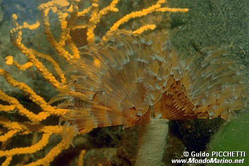 Bispira (Bispira volutacornis)