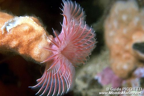 Serpula (Serpula vermicularis)