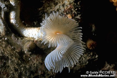 Verme dal ciuffo bianco (Protula tubularia)