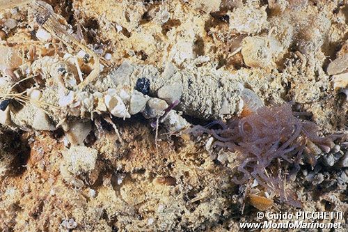 Verme tentacolato (Eupolymnia nebulosa)