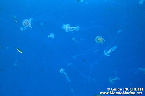 Medusa luminosa (Pelagia noctiluca)