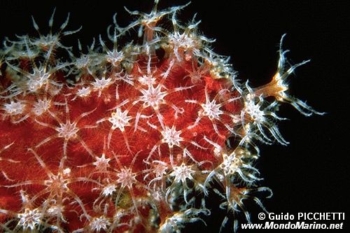 Gorgonia (N.d. n.d.)