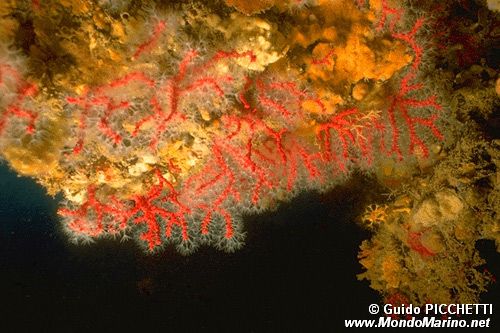 Corallo rosso (Corallium rubrum)