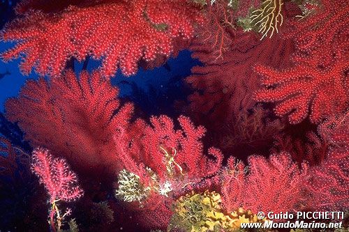 Gorgonia rossa (Paramuricea clavata)