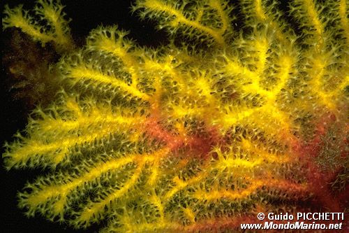 Gorgonia rossa (Paramuricea clavata)
