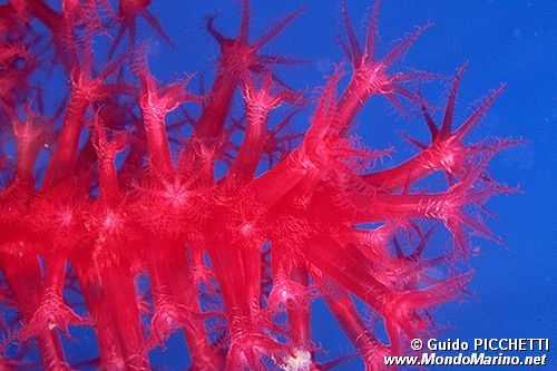 Gorgonia rossa (Paramuricea clavata)