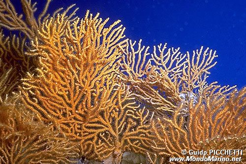 Gorgonia (N.d. n.d.)