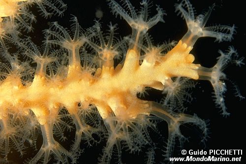 Gorgonia gialla (Eunicella cavolinii)