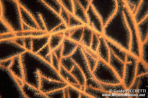 Gorgonia (Leptogorgia sarmentosa)