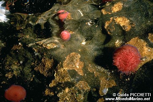 Pomodoro di mare (Actinia equina)