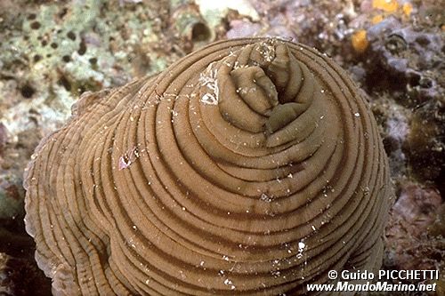 Anemone tigrato (Actinia cari)