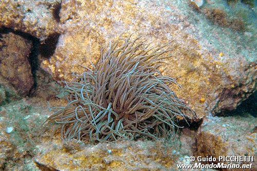 Anemone (Anemonia sulcata)