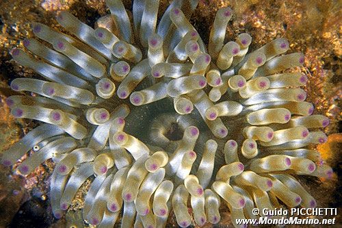 Anemone grosso (Cribrinopsis crassa)