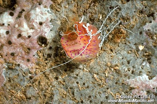 Attinia orologio (Adamsia carciniopados)