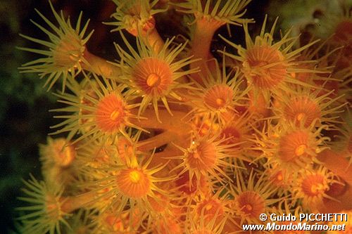 Parazoanthus (Parazoanthus axinellae)