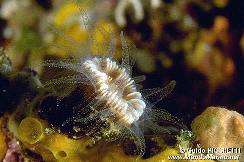 Cariofillia di Smith (Caryophyllia smithii)