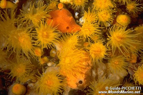 Parazoanthus (Parazoanthus axinellae)