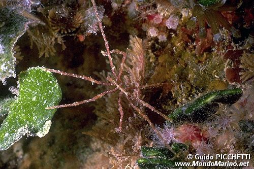 Ragno di mare (Endeis spinosa)