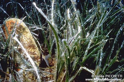 Posidonia (Posidonia oceanica)