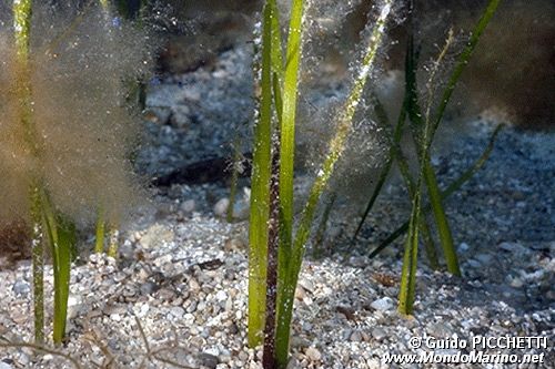 Posidonia (Posidonia oceanica)