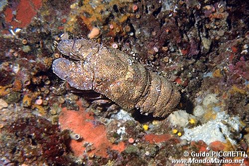 Cicala di mare (Scyllarides latus)