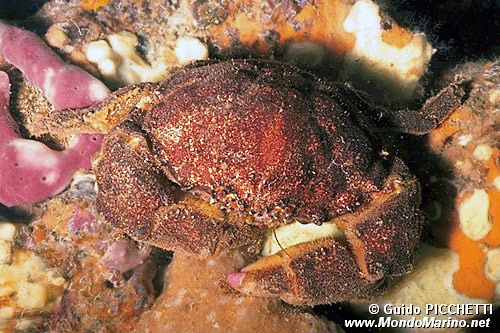 Granchio facchino (Dromia personata)