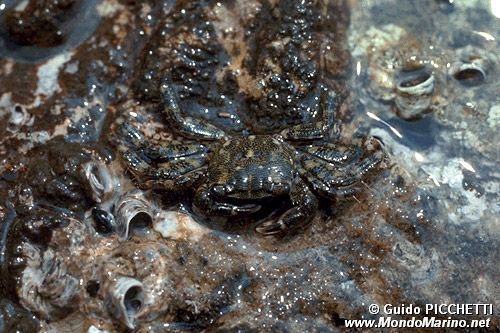 Granchio corridore (Pachygrapsus marmoratus)