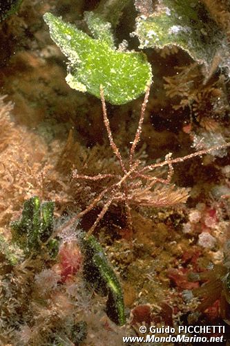 Ragno di mare (Endeis spinosa)