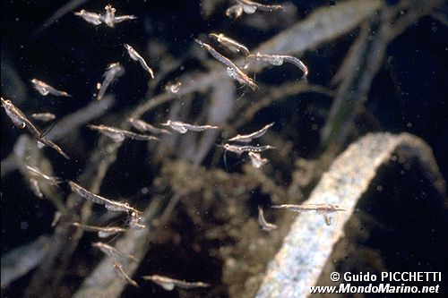 Crostaceo misidiaceo (Leptomysis sp.)