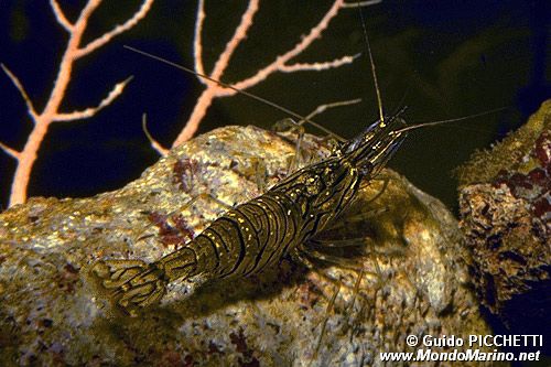 Gamberetto (Palaemon elegans)