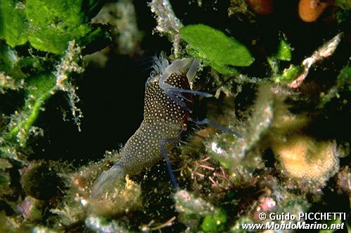 Gambero vinaio (Gnatophyllum elegans)