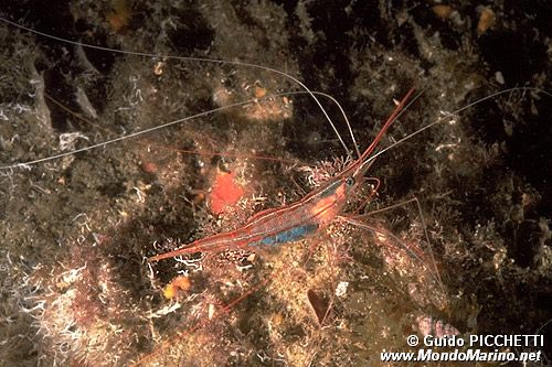 Parapandalo (Plesionika narval)