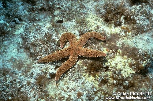 Martasteria (Marthasterias glacialis)