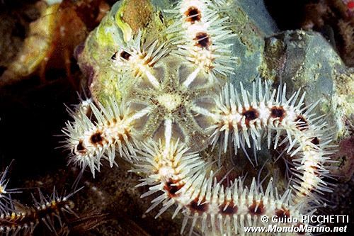 Stella serpentina (Ophiothrix fragilis)