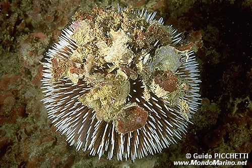 Riccio di prateria (Sphaerechinus granularis)