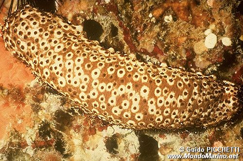 Oloturia (Holothuria sanctori)