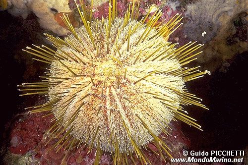 Riccio melone (Echinus melo)