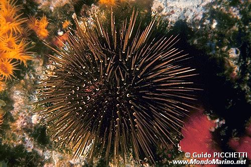 Riccio femmina (Paracentrotus lividus)