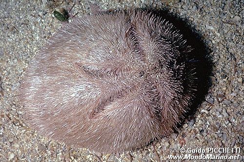 Echinoideo irregolare (Brissus unicolor)