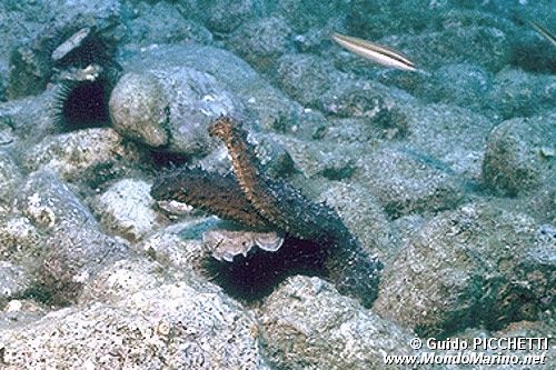 Oloturia (Holothuria tubulosa)