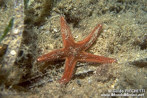 Stella pettine bruna (Astropecten spinulosus)