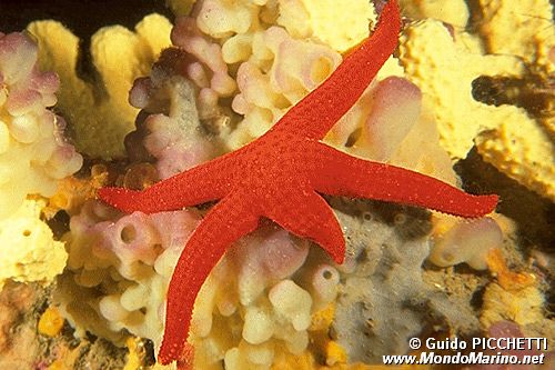 Stella rossa (Echinaster sepositus)