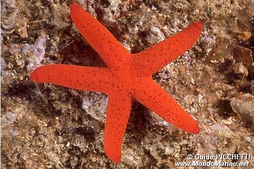 Stella rossa (Echinaster sepositus)
