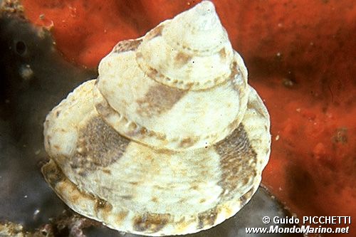 Trottola (Gibbula fanulum)