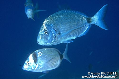 Sarago maggiore (Diplodus sargus sargus)
