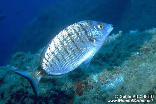 Sarago pizzuto (Diplodus puntazzo)